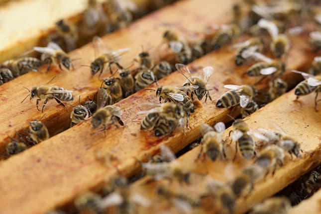 Bee keeping supplies business expands