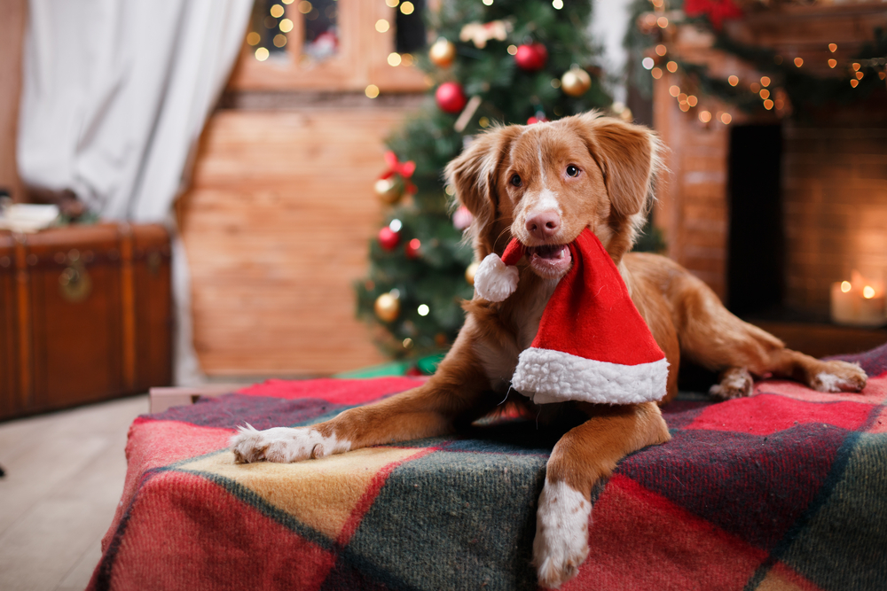 Britons prioritise dogs ahead of humans for Christmas gifts this year