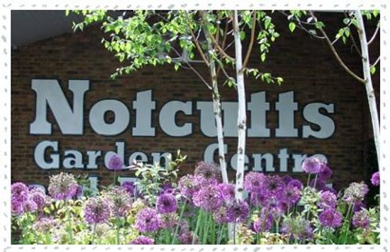 Notcutts promotes marketer