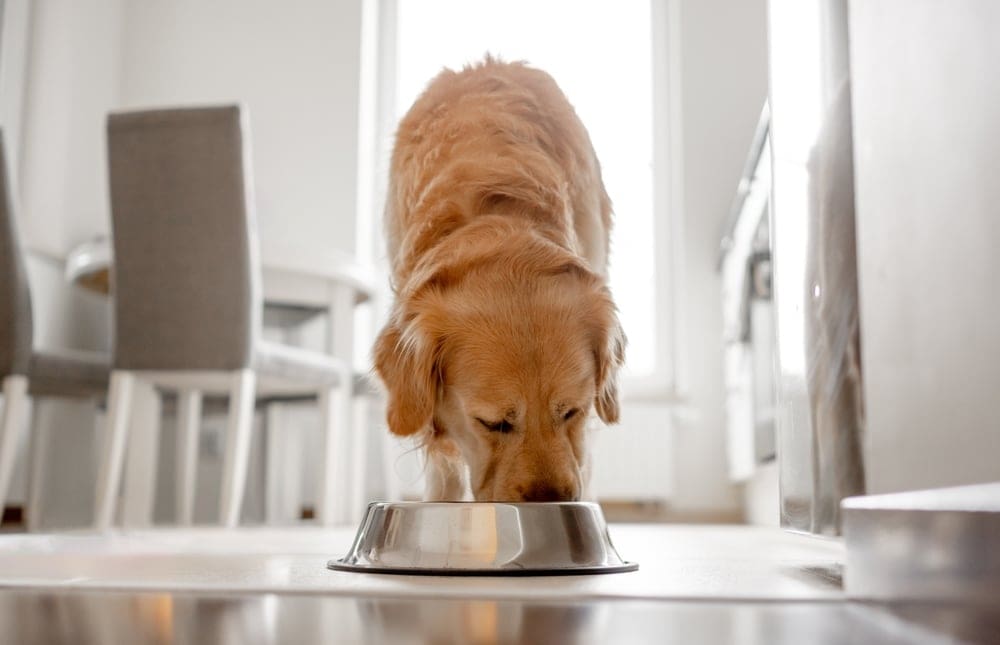 Pure Pet Food attracts £15m investment